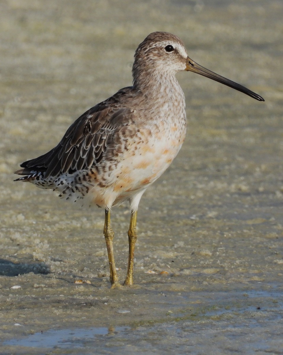 Long-billed Dowitcher - ML607572601