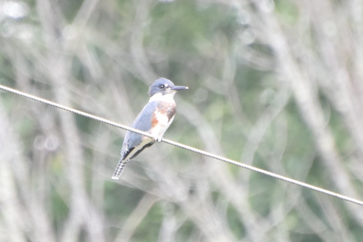 Belted Kingfisher - ML607576871