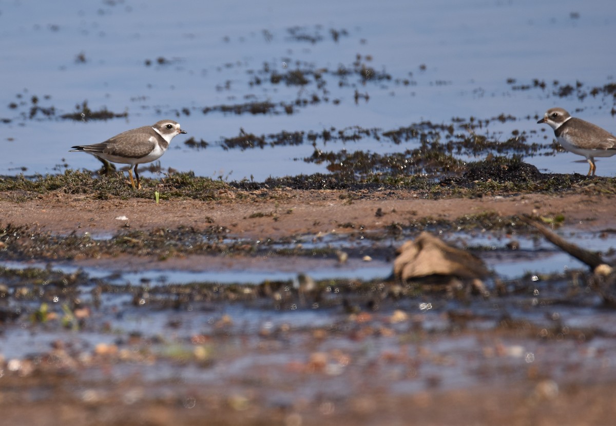 Semipalmated Plover - ML607580501