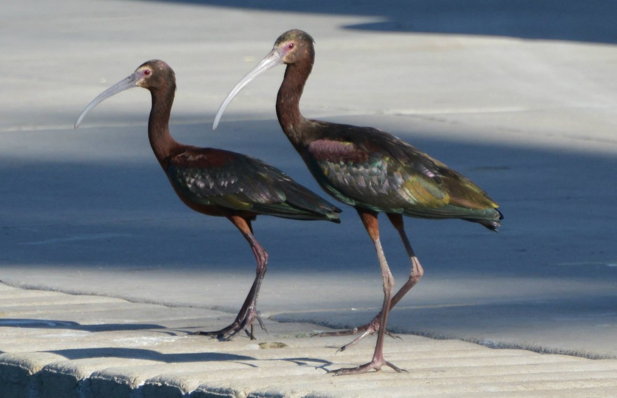 ibis americký - ML60758411