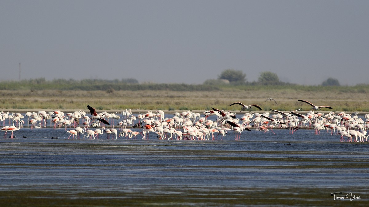 Greater Flamingo - ML607590611