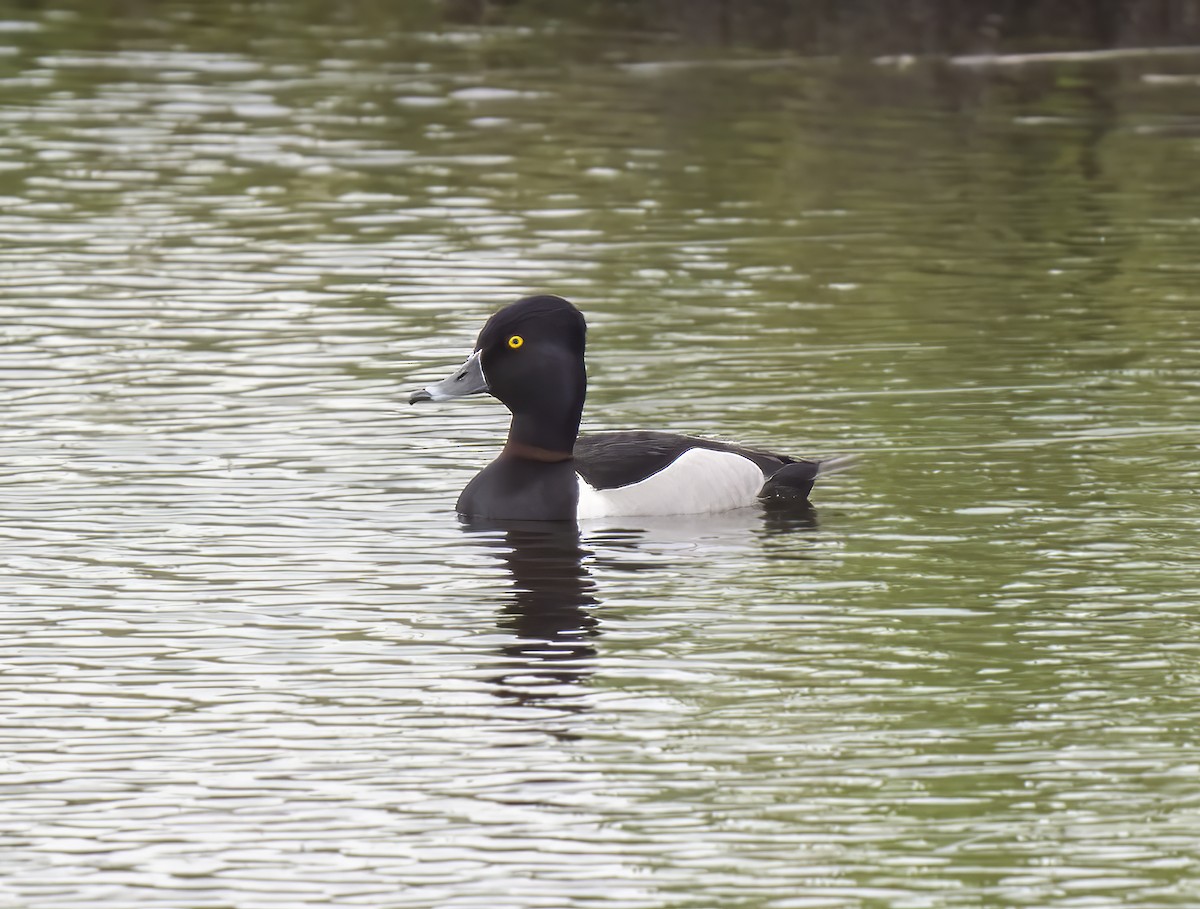 Ring-necked Duck - ML607596501