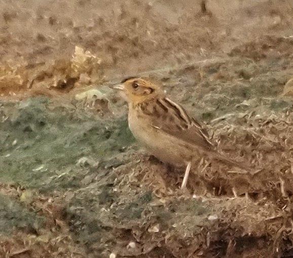 Saltmarsh Sparrow - ML607596781