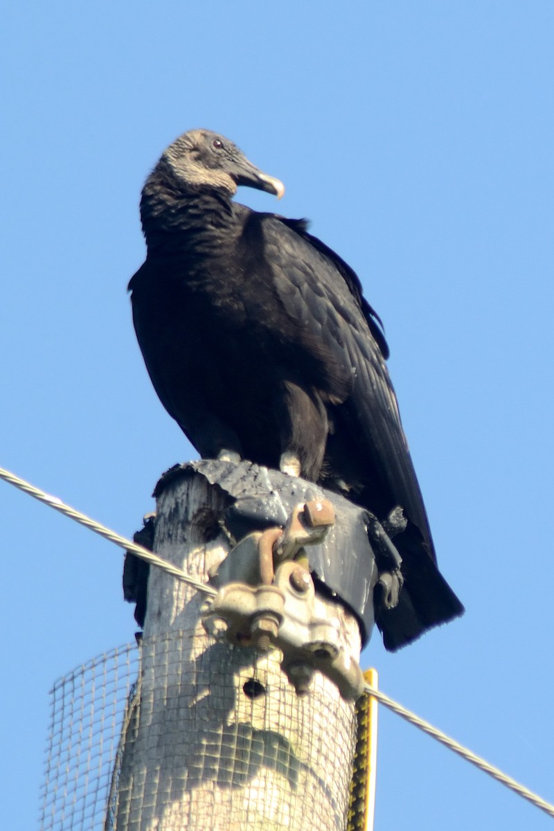 Black Vulture - Sheila Hebert