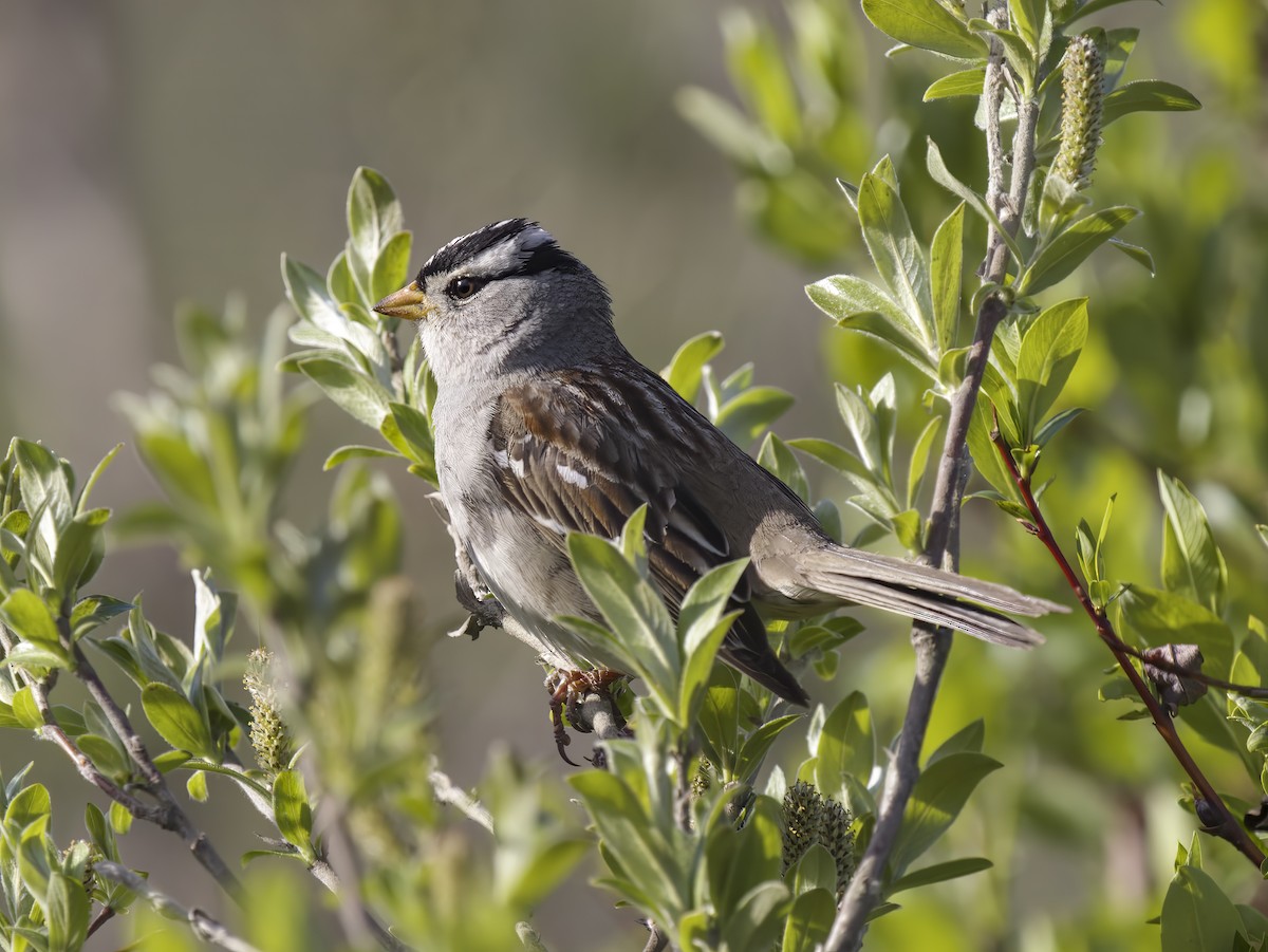 White-crowned Sparrow - ML607599011