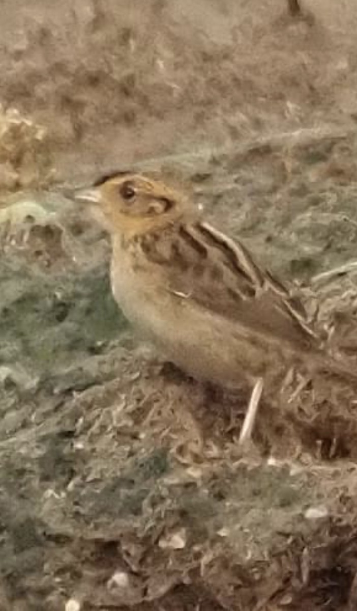 Saltmarsh Sparrow - ML607599481