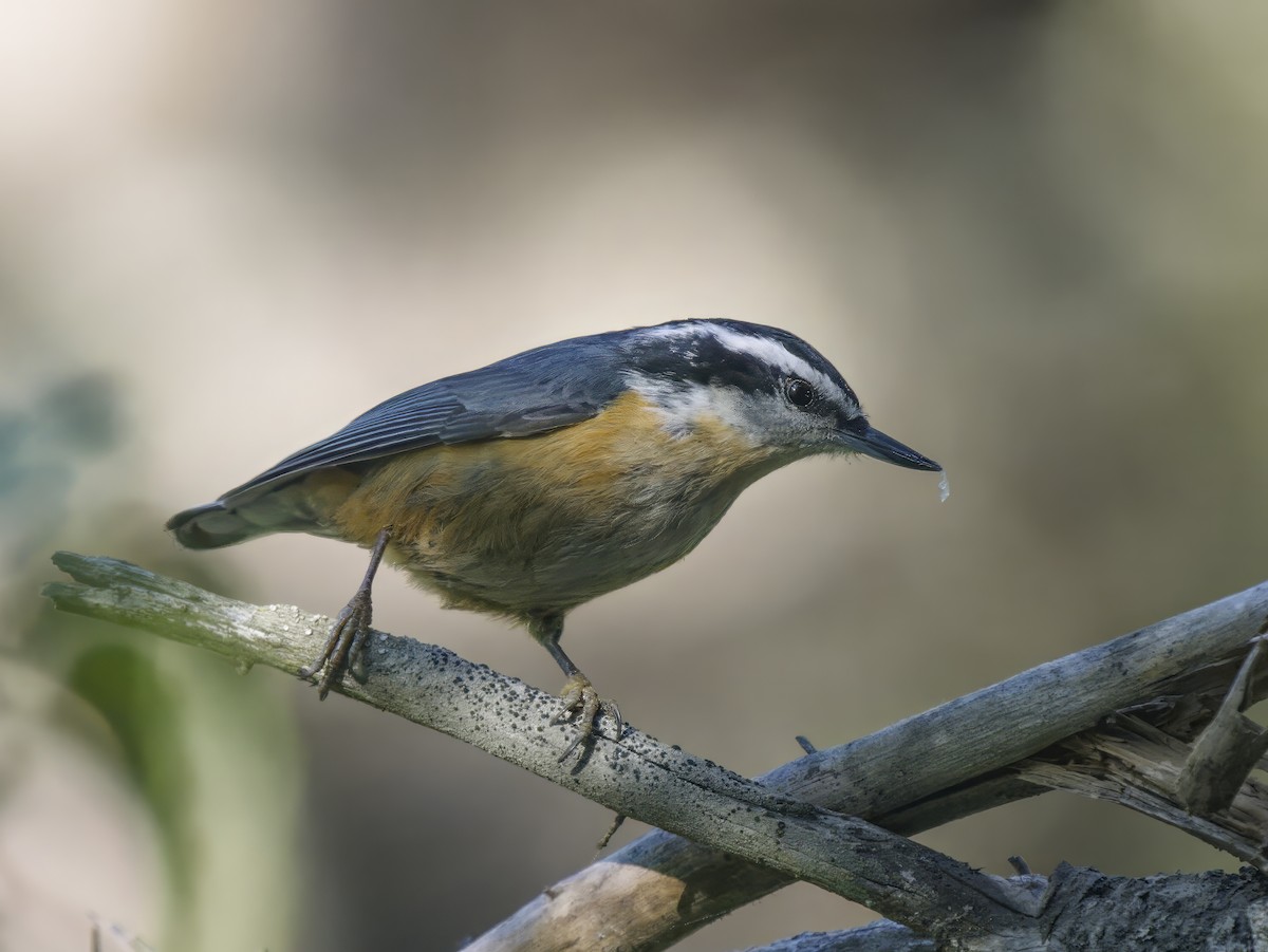 Red-breasted Nuthatch - ML607600411