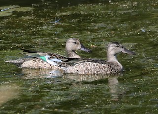 Blue-winged Teal, ML607603491