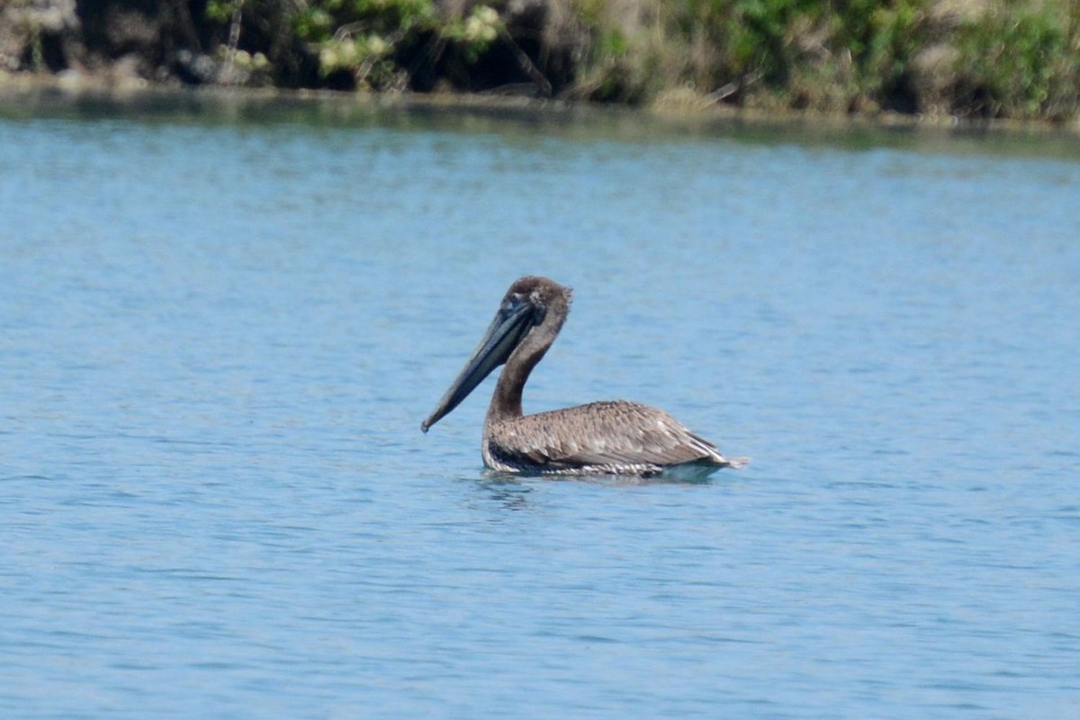 Brown Pelican (Atlantic) - Burl Gar