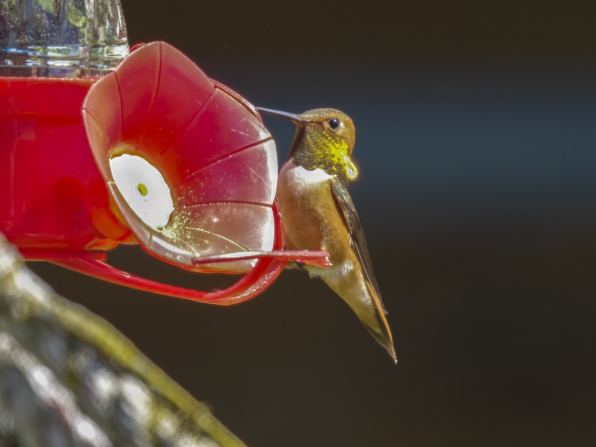 Rufous Hummingbird - ML607606291