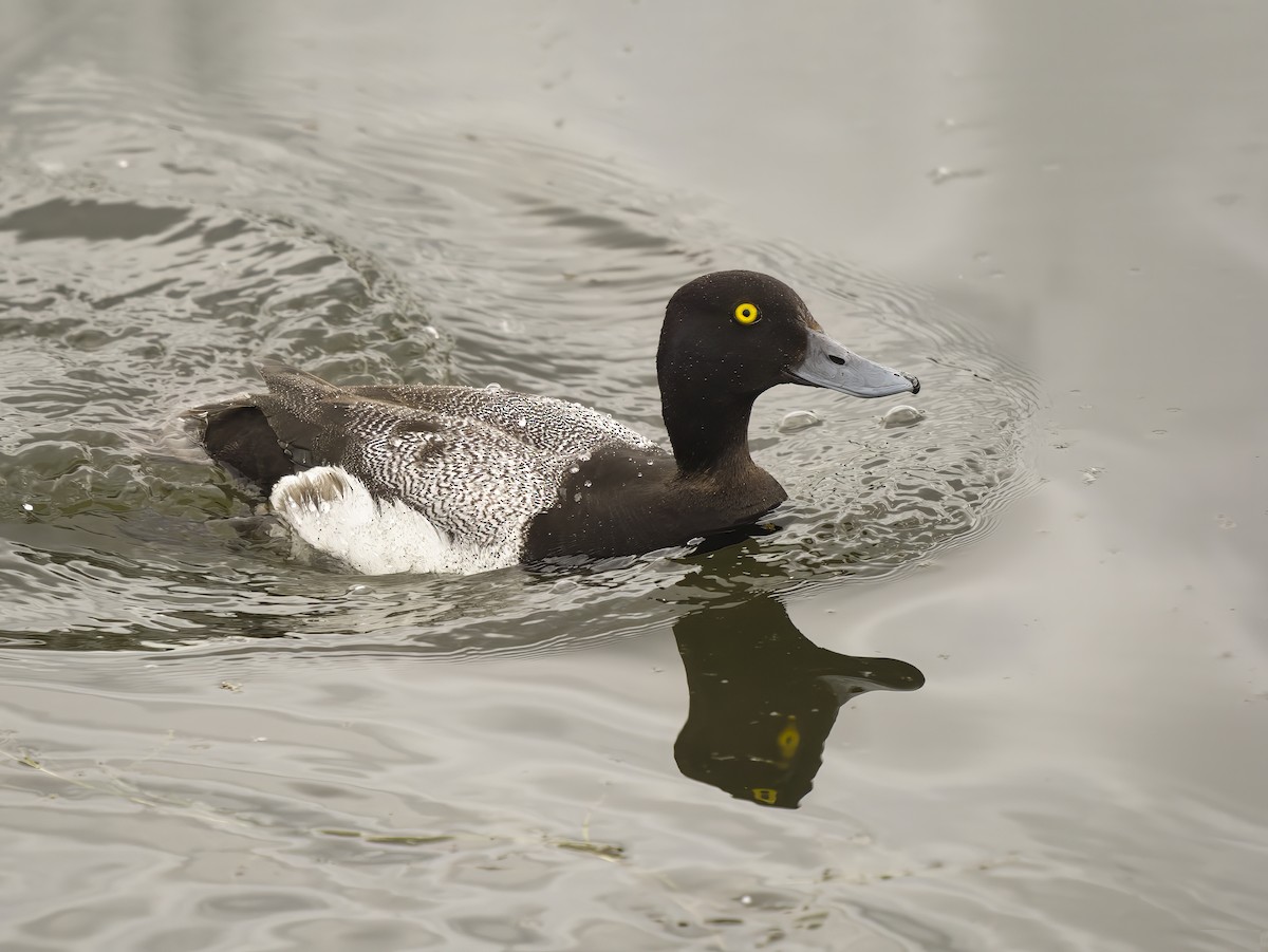 Greater Scaup - ML607609071