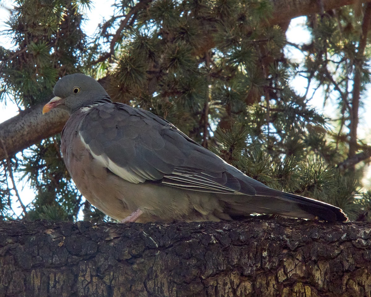 Common Wood-Pigeon - ML607612511
