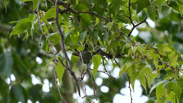 kolibřík mexický - ML607614101