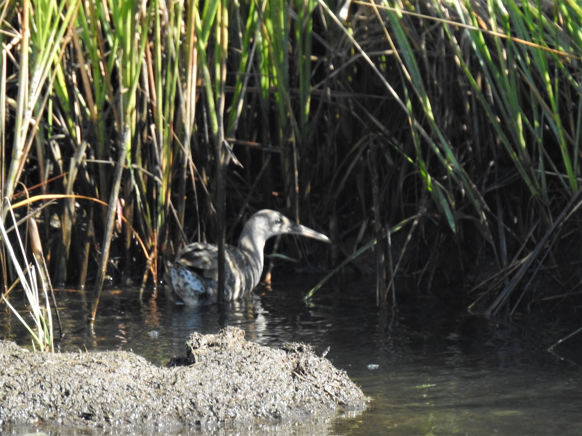 eBird Checklist 27 Aug 2023 Timber Point Golf CourseEast Marina