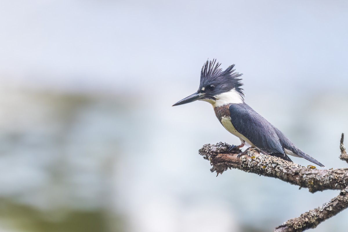 Belted Kingfisher - ML607615931