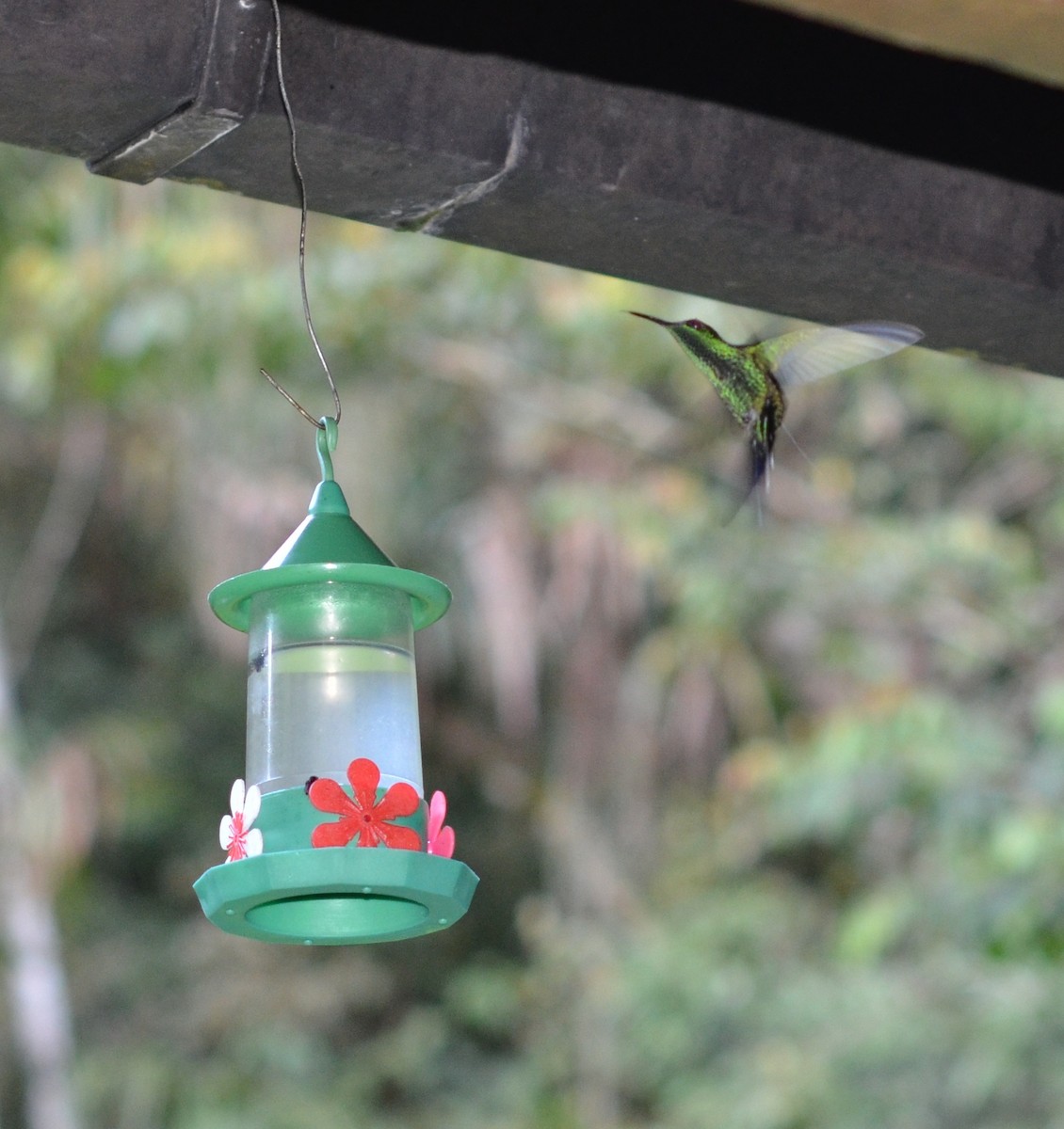 kolibřík fialovotemenný - ML607616271