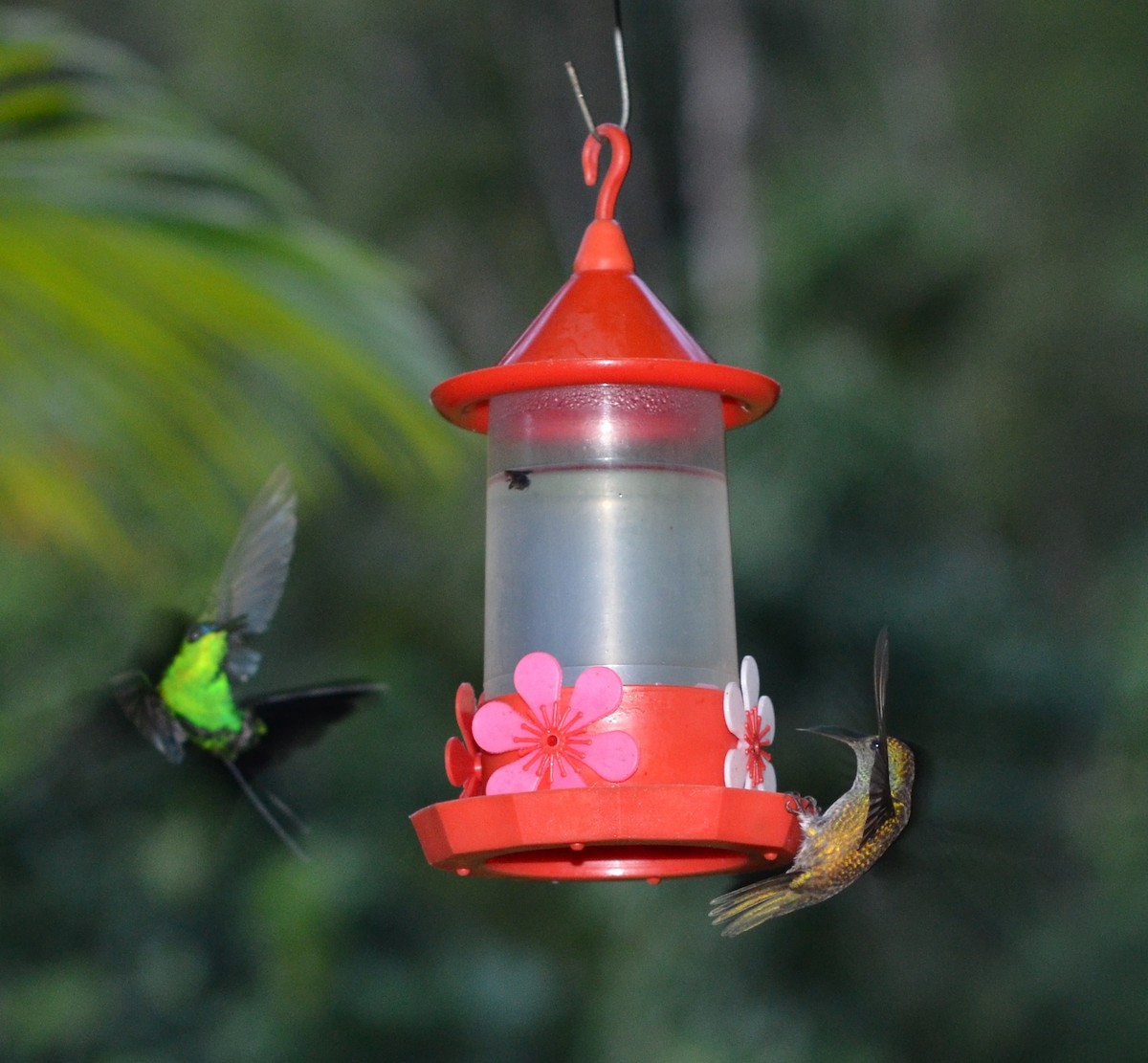 kolibřík fialovotemenný - ML607616281
