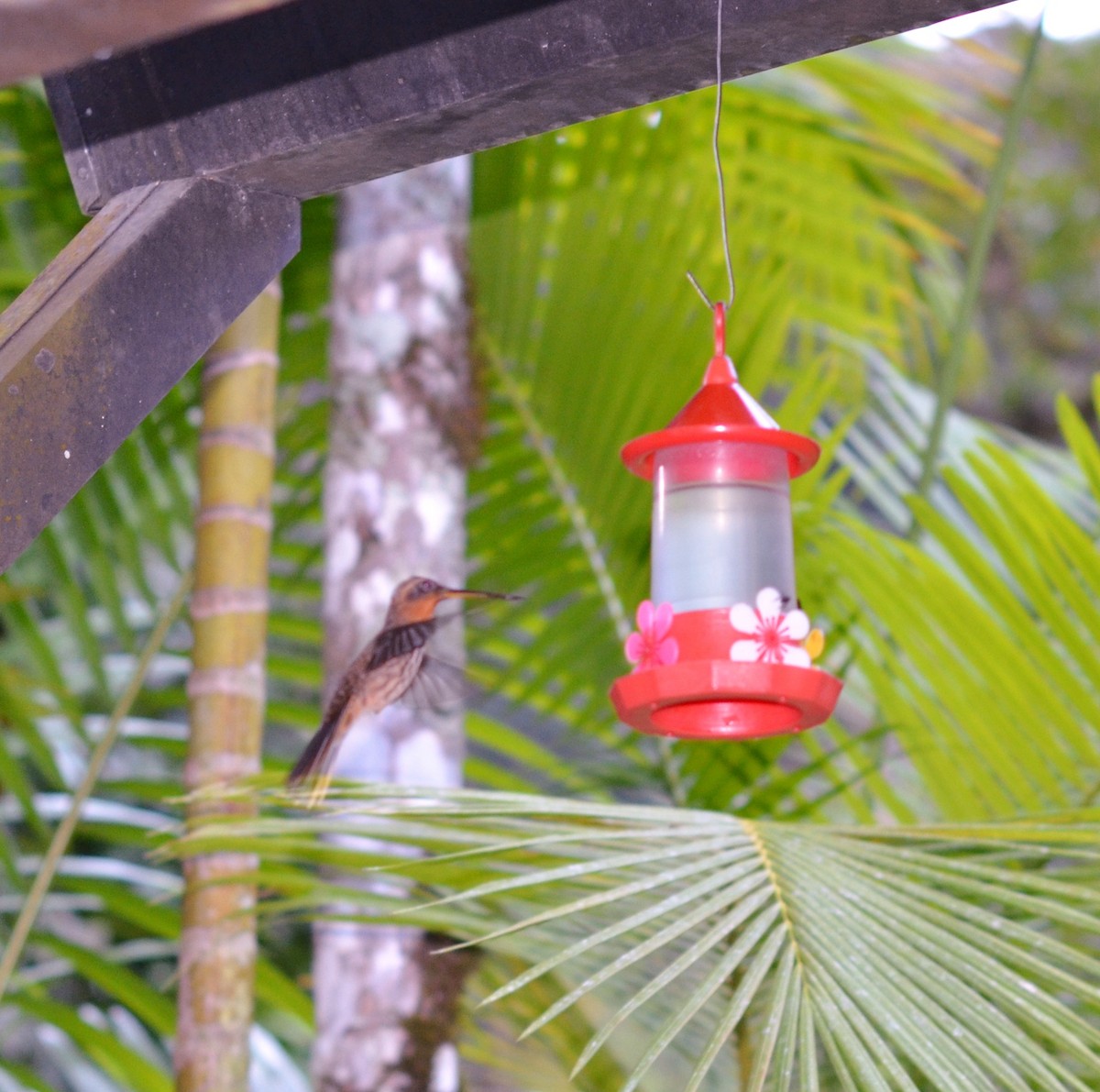 kolibřík pilozobý - ML607616391