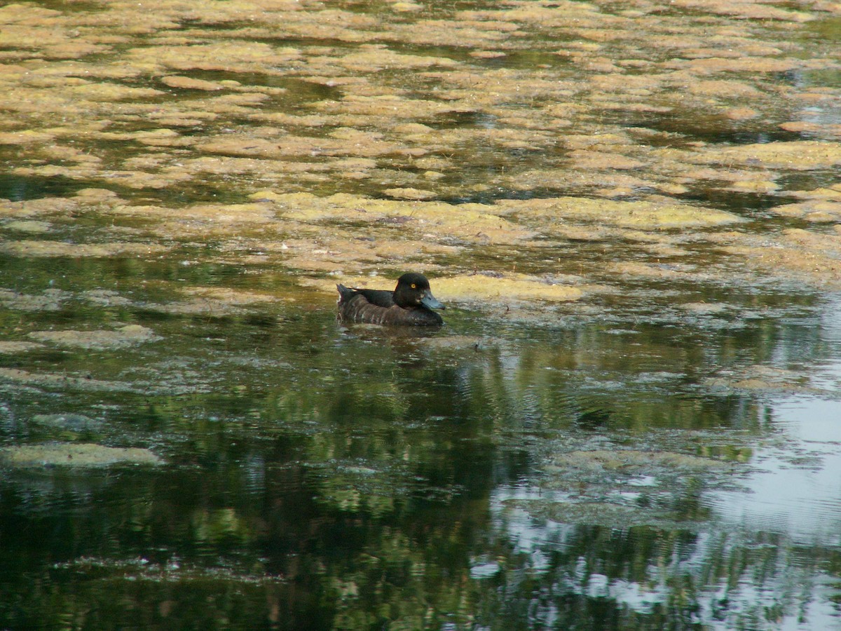 Tufted Duck - ML607616751