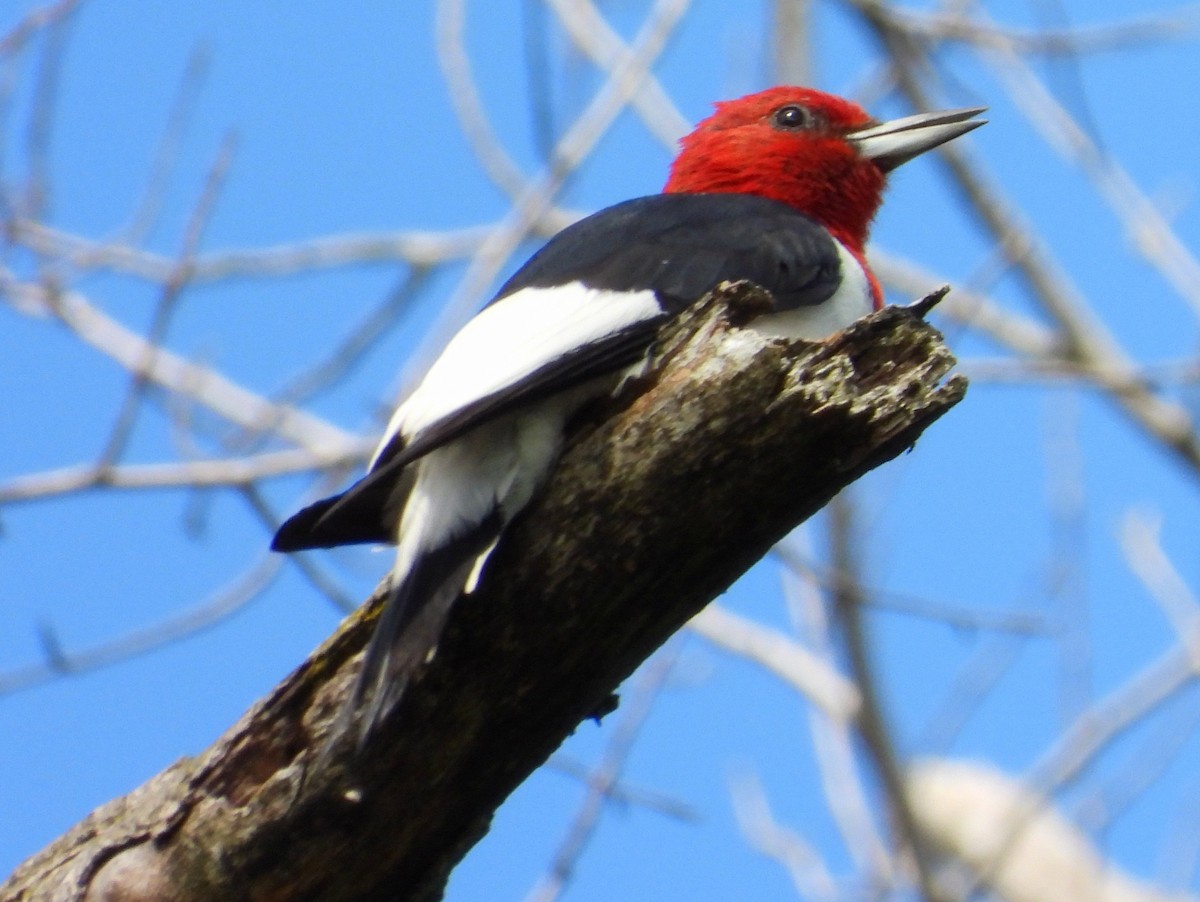 Red-headed Woodpecker - ML607617691