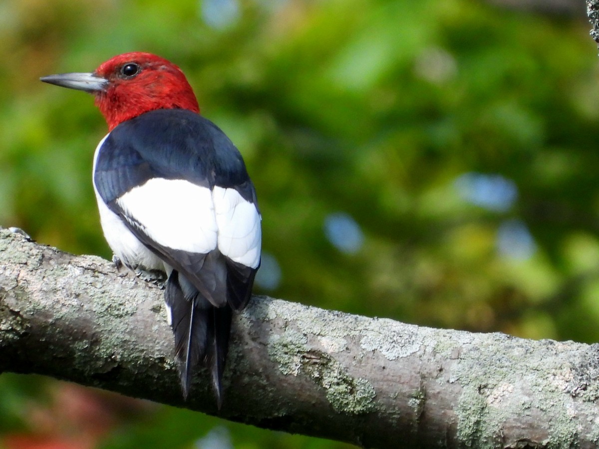 Red-headed Woodpecker - ML607617771