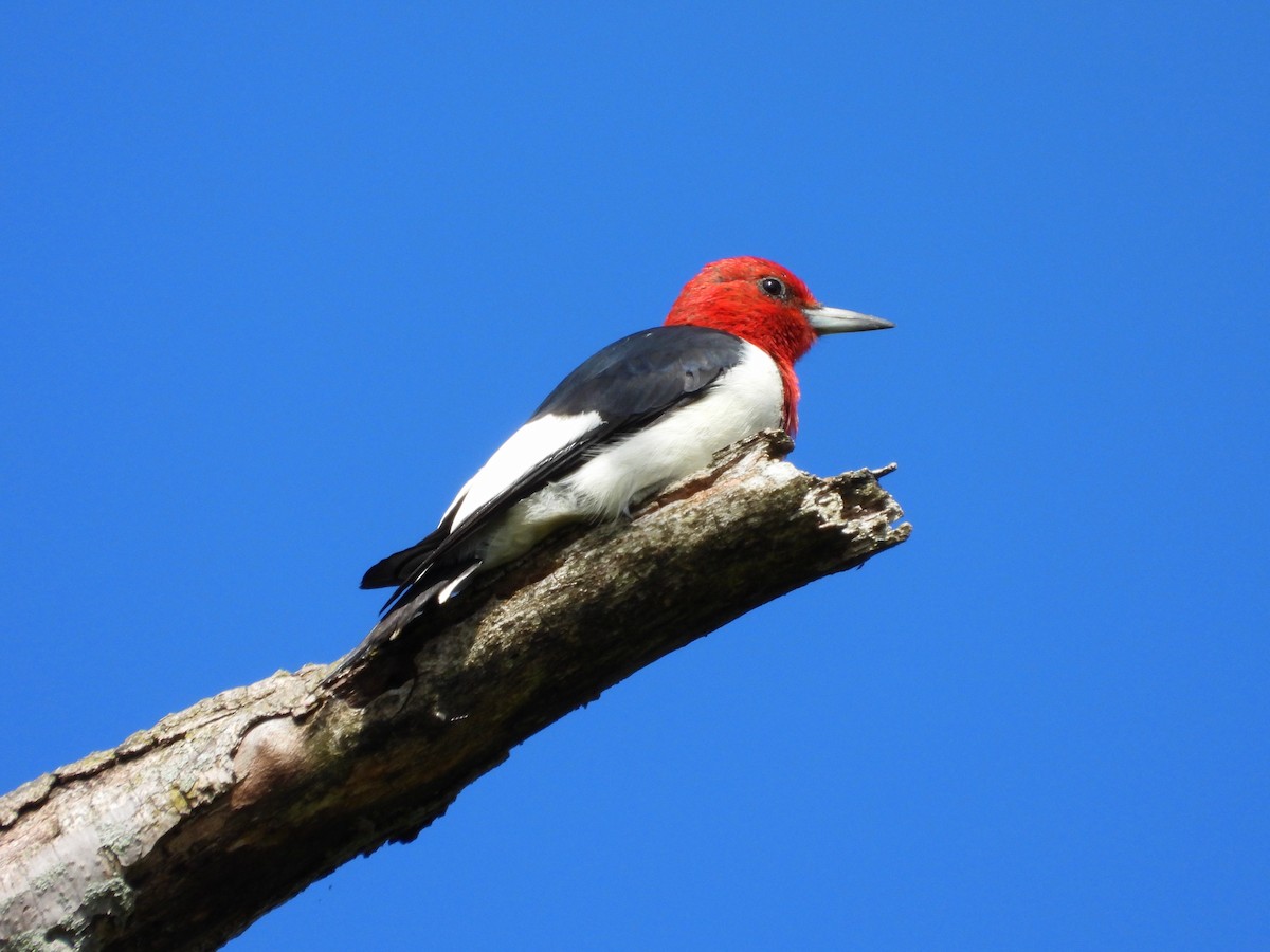 Red-headed Woodpecker - ML607617851