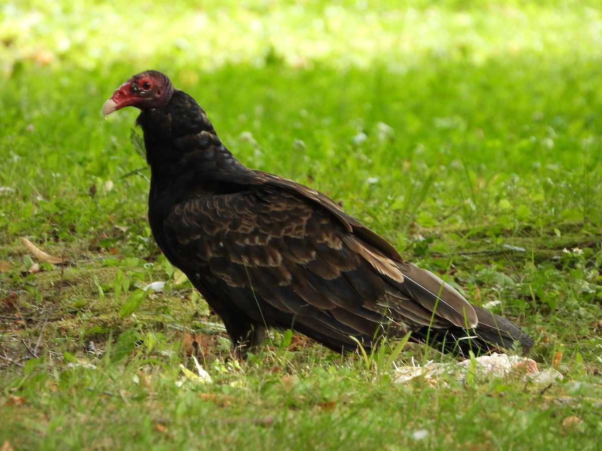 Turkey Vulture - ML607617961