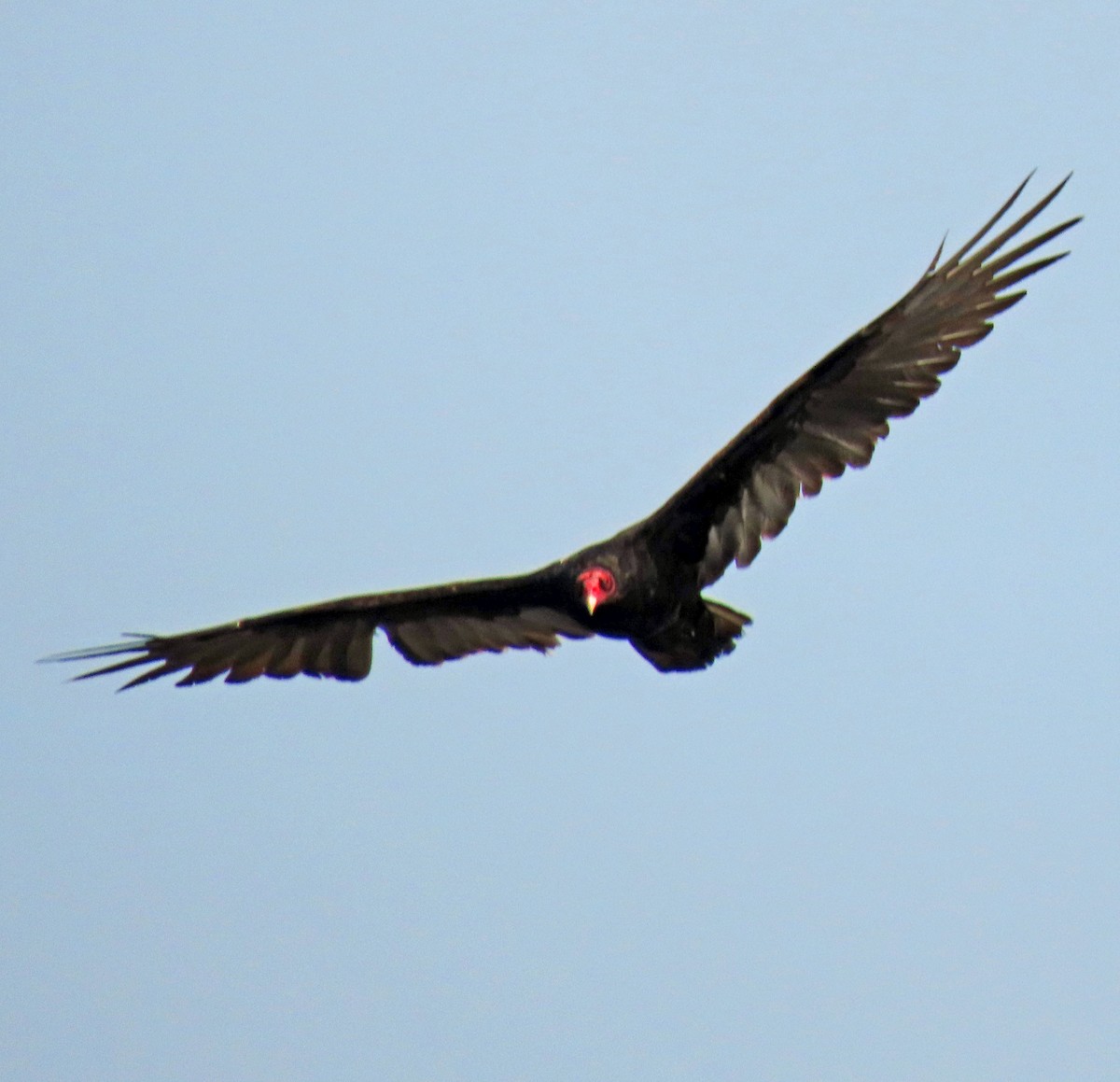 Turkey Vulture - ML607623051