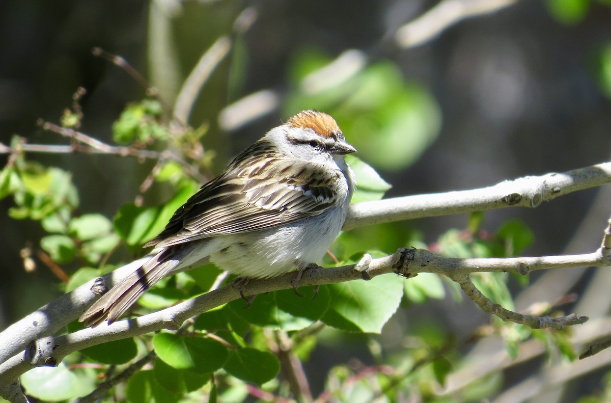 Chipping Sparrow - Sara Griffith