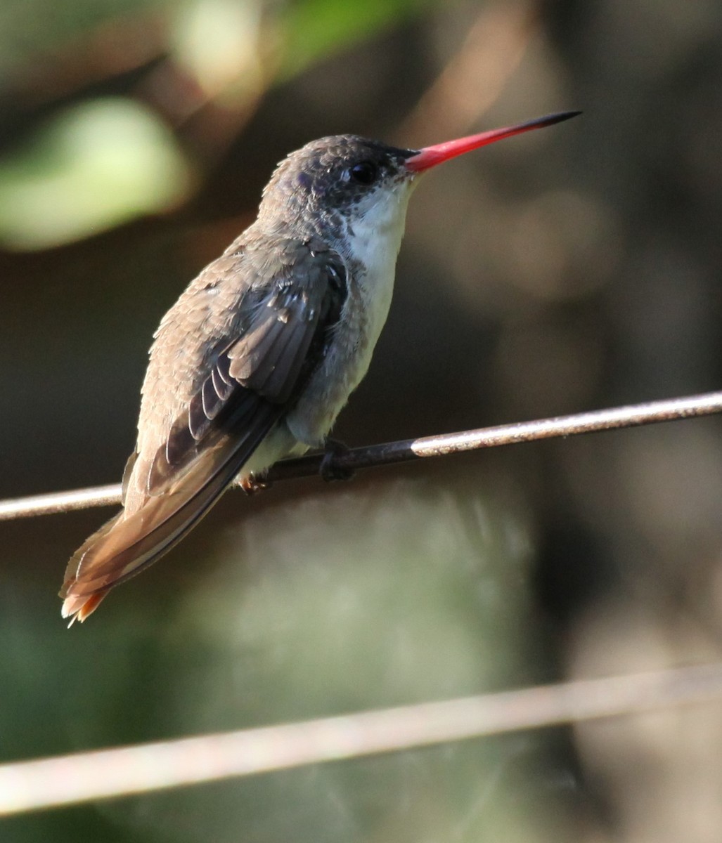 EBird Checklist 27 Aug 2023 Mule Pass Yard 46 Species