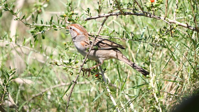 Rufous-winged Sparrow - ML607629631