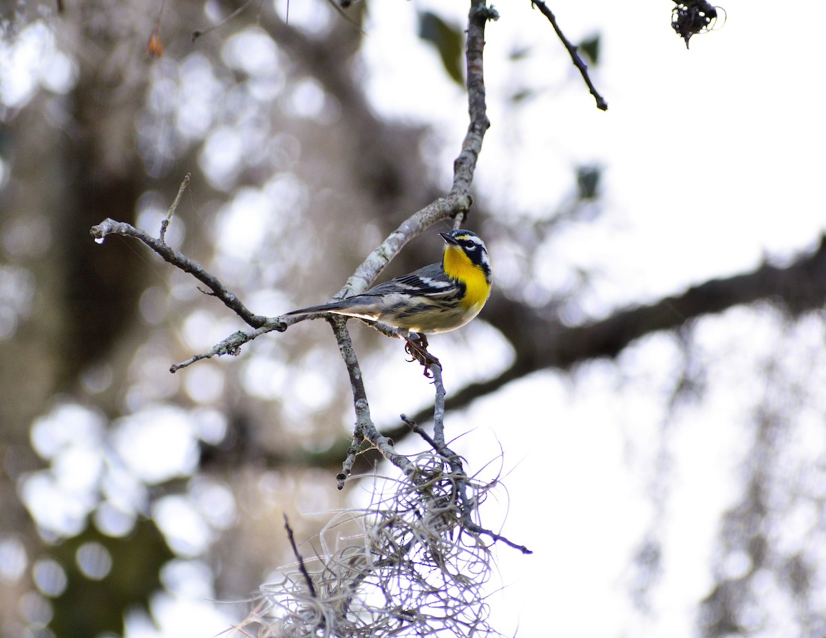 Yellow-throated Warbler - ML607630731