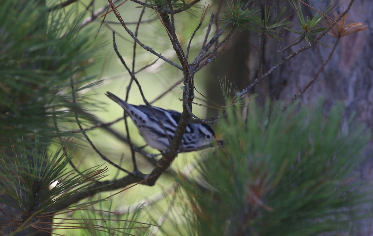Black-and-white Warbler - ML607631011
