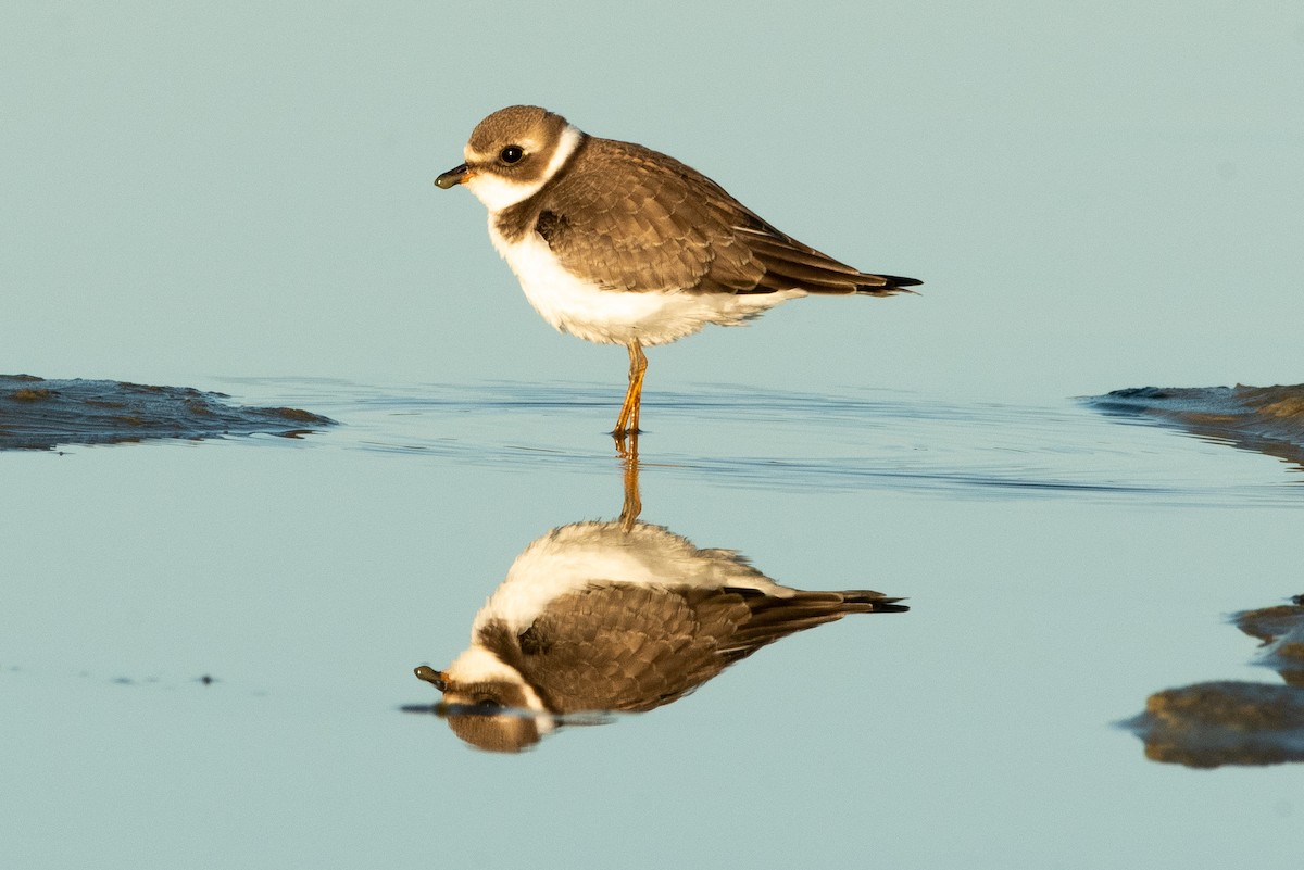 Semipalmated Plover - Francois Dubois