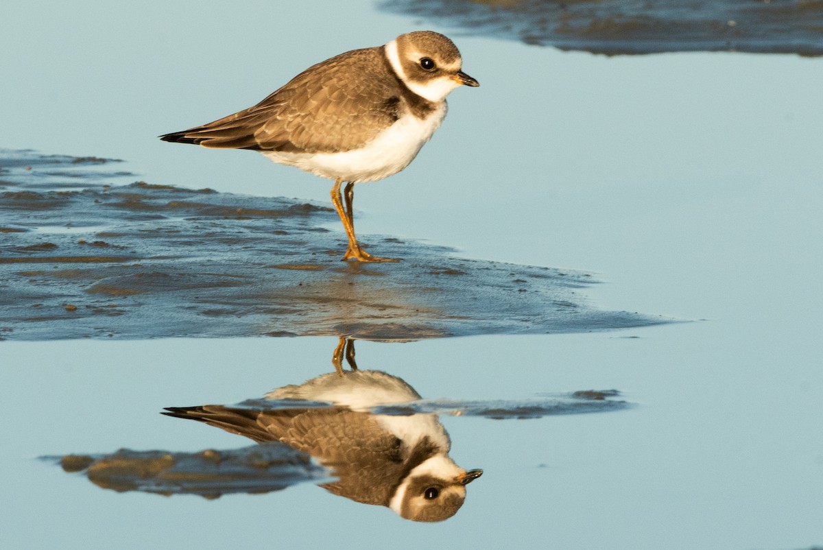 Semipalmated Plover - ML607632611