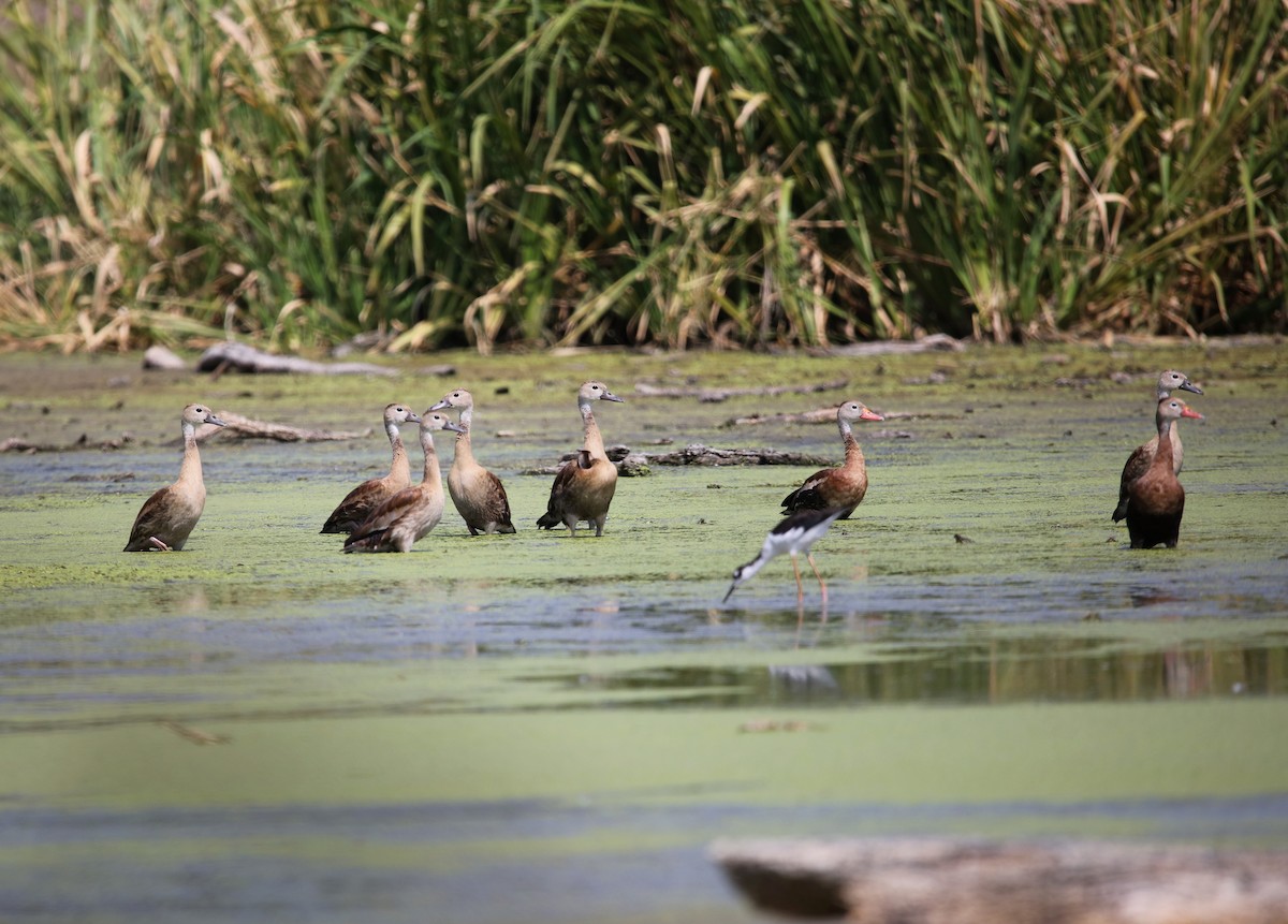 eBird Checklist 27 Aug 2023 Hornsby Bend (HOTE 037) 53 species