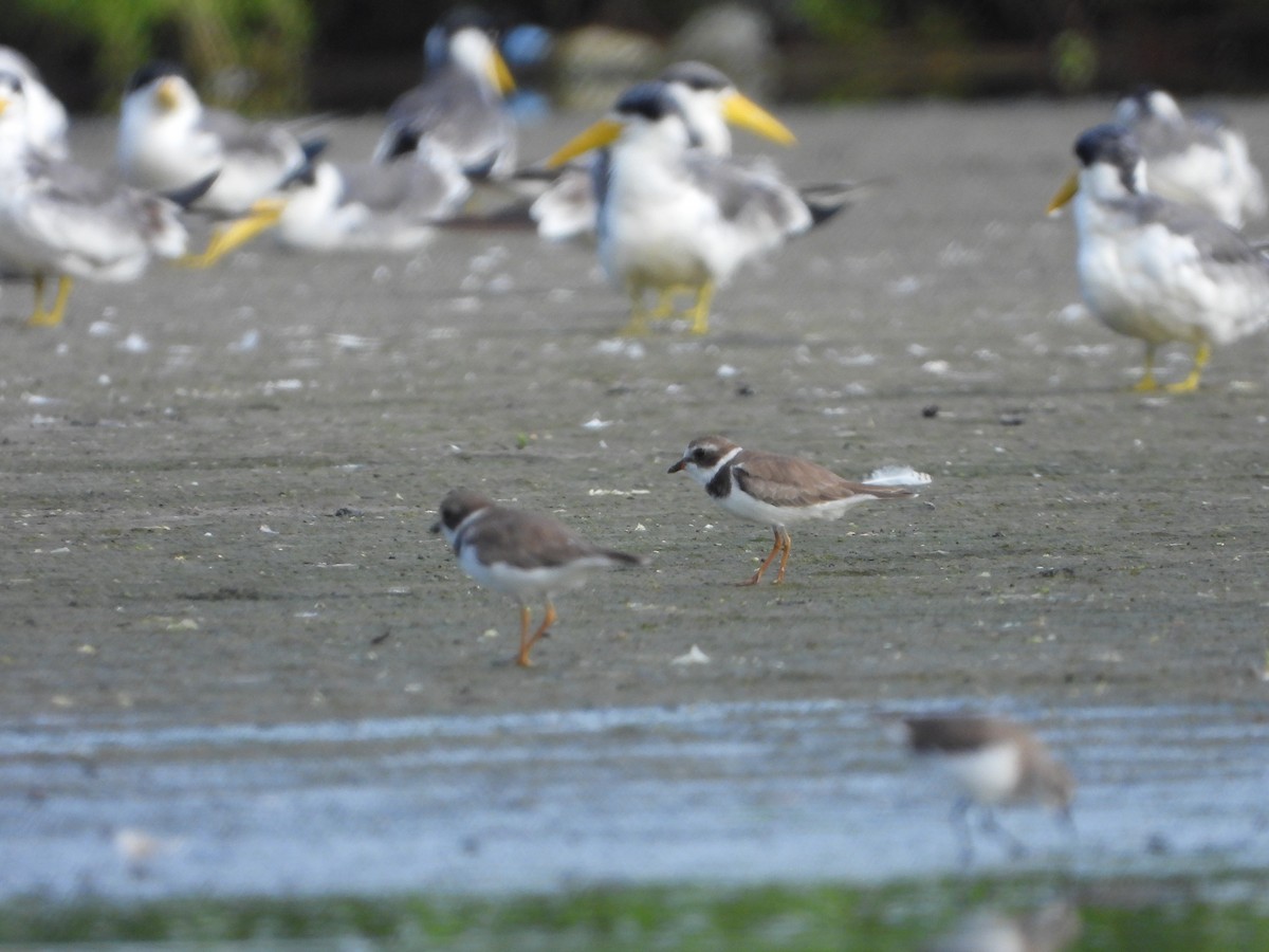 Semipalmated Plover - ML607633391