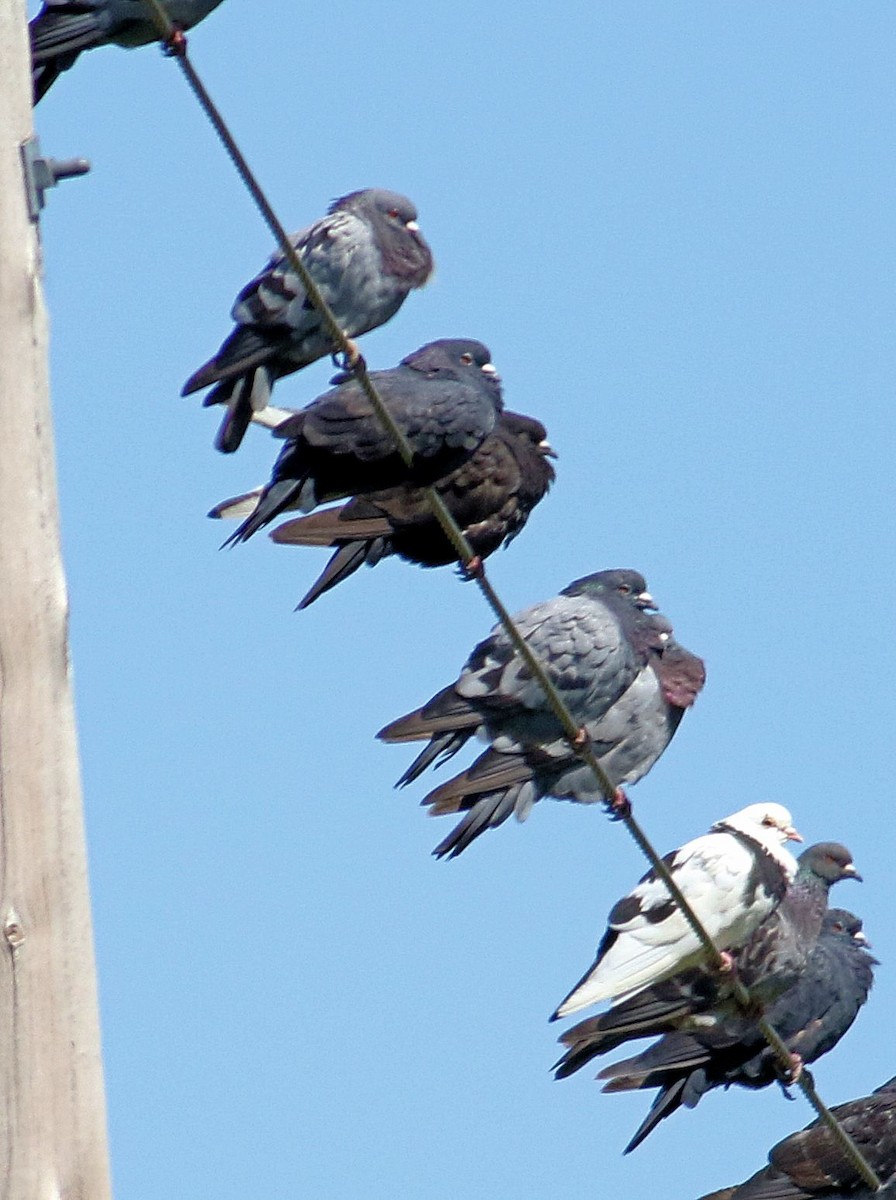 Rock Pigeon (Feral Pigeon) - ML607634691