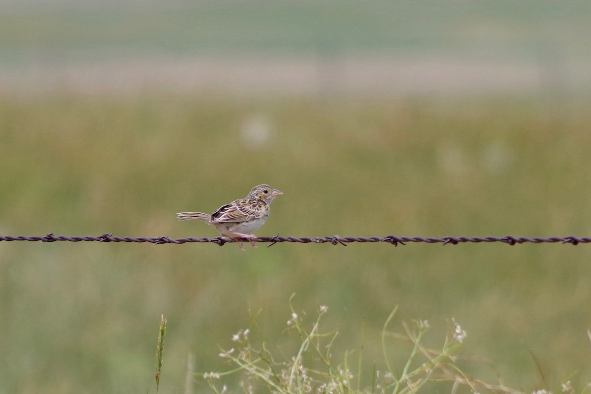 Grasshopper Sparrow - ML607634721