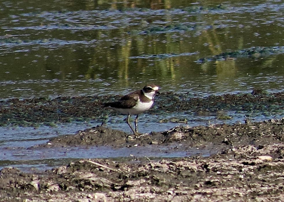 Semipalmated Plover - ML607636531