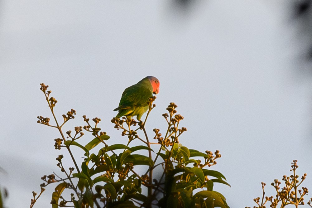 Red-cheeked Parrot - ML607641591