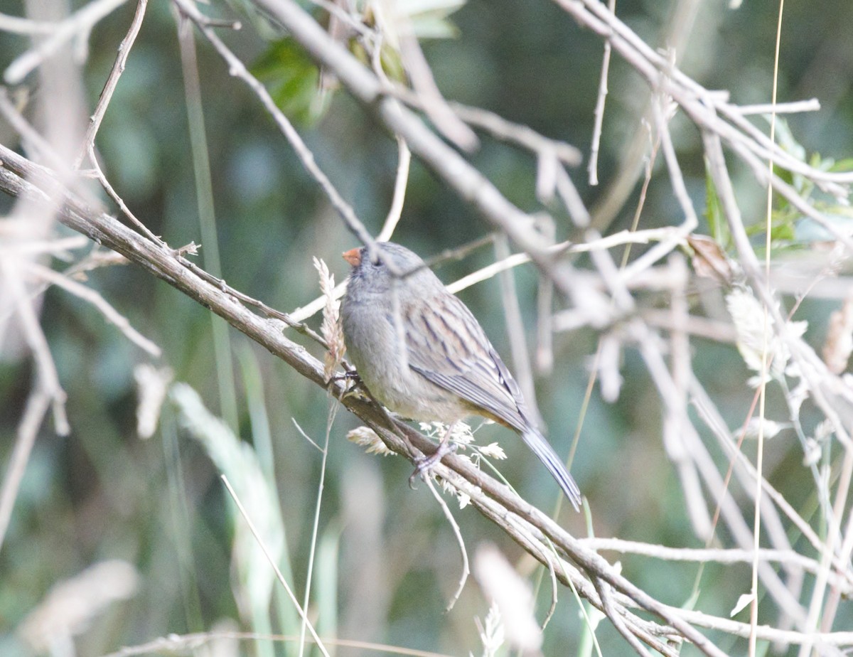 Plain-colored Seedeater - ML60765131