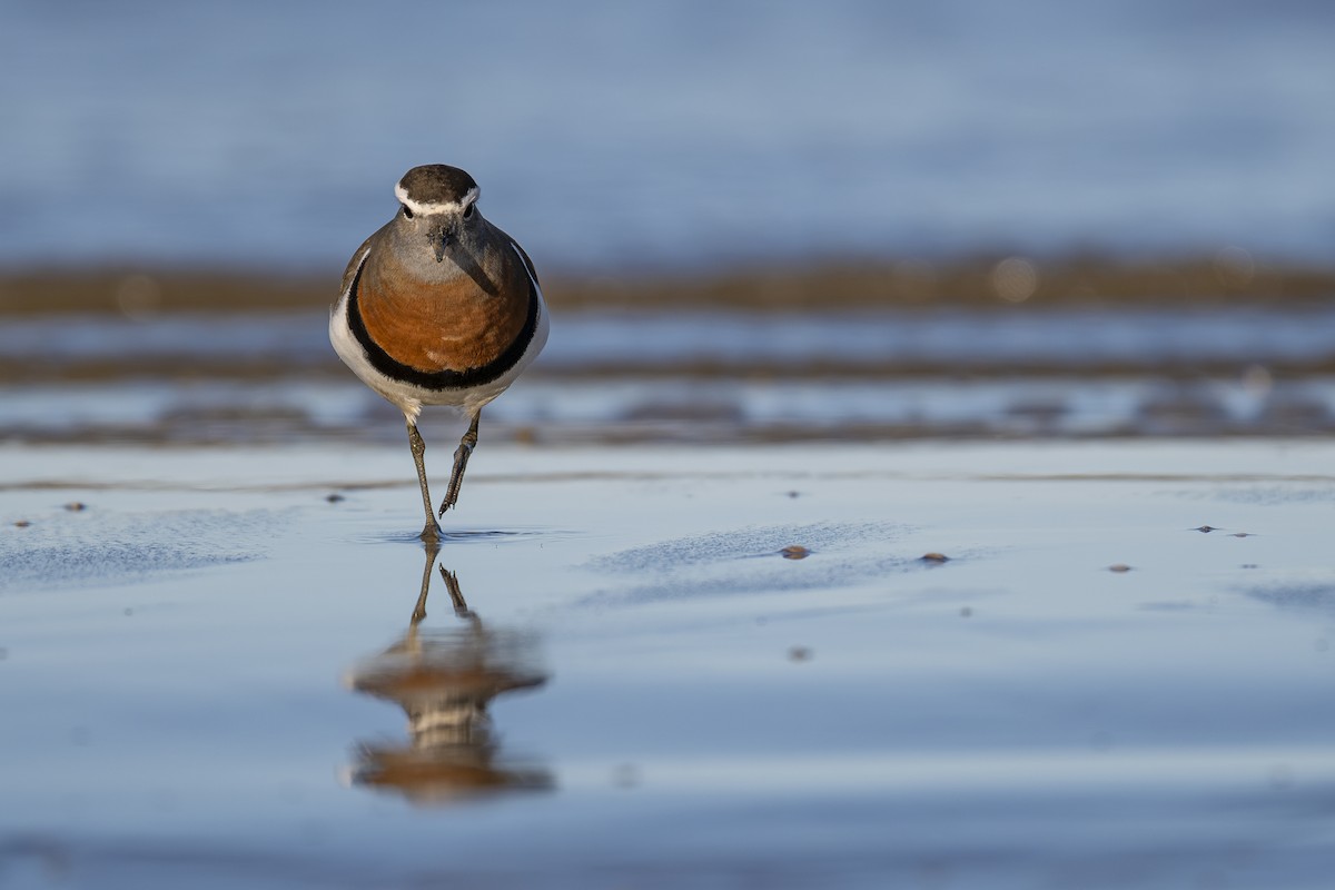 Rufous-chested Dotterel - ML607652771