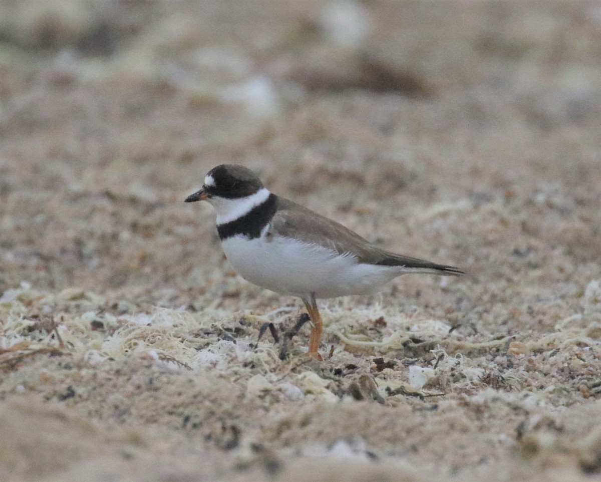 Semipalmated Plover - ML607652841
