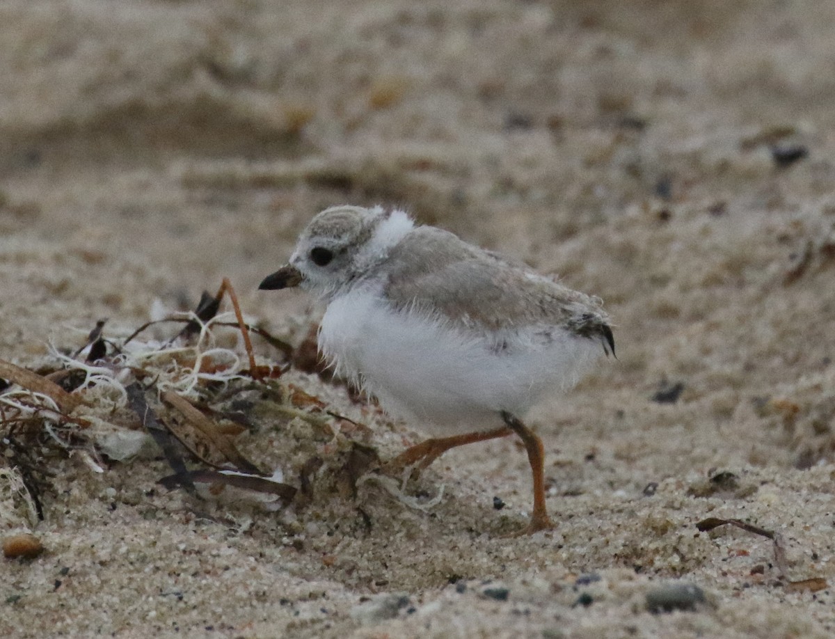Piping Plover - ML607654311