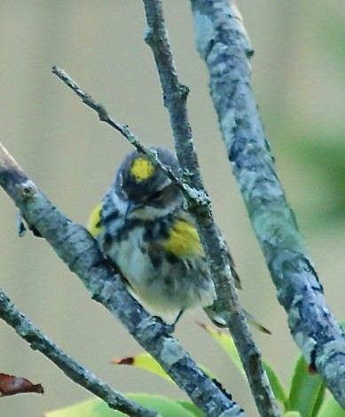 Yellow-rumped Warbler - Deborah Swamback