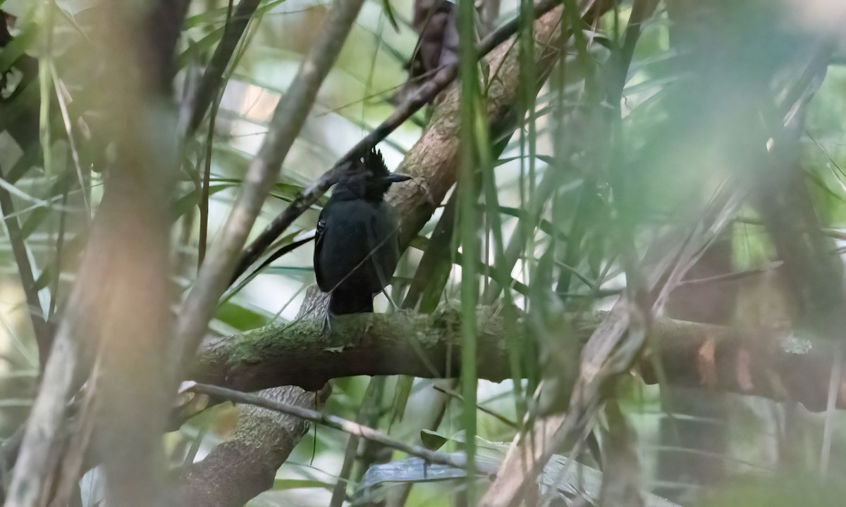 Black-headed Antbird (Hellmayr's) - ML607661161
