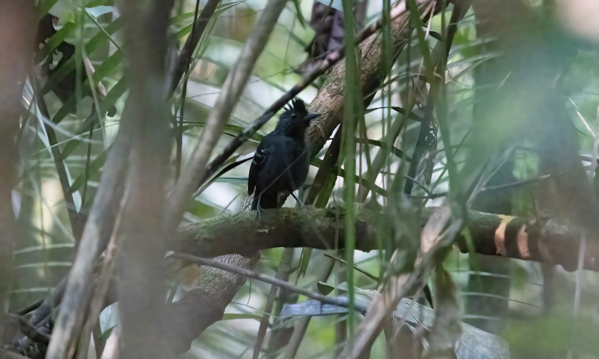 Black-headed Antbird (Hellmayr's) - ML607661201