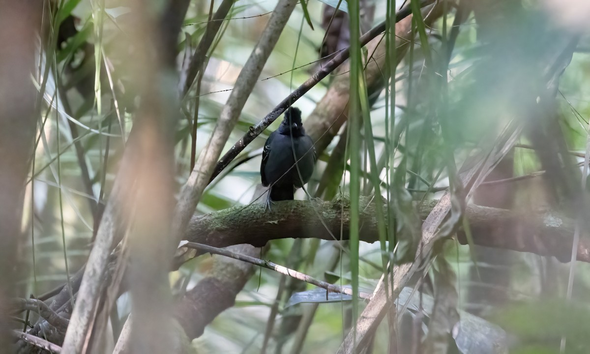Black-headed Antbird (Hellmayr's) - ML607661211
