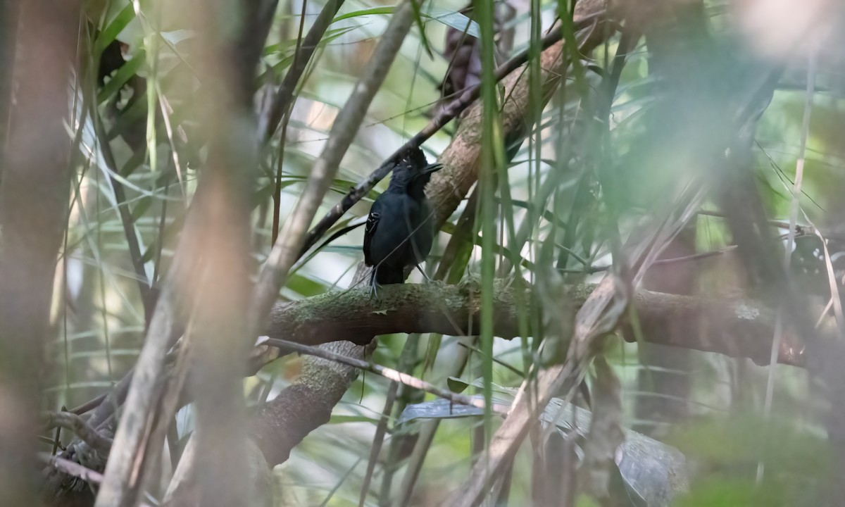 Black-headed Antbird (Hellmayr's) - ML607661251
